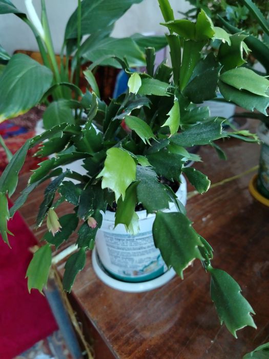 Комнатные цветы по 1.500