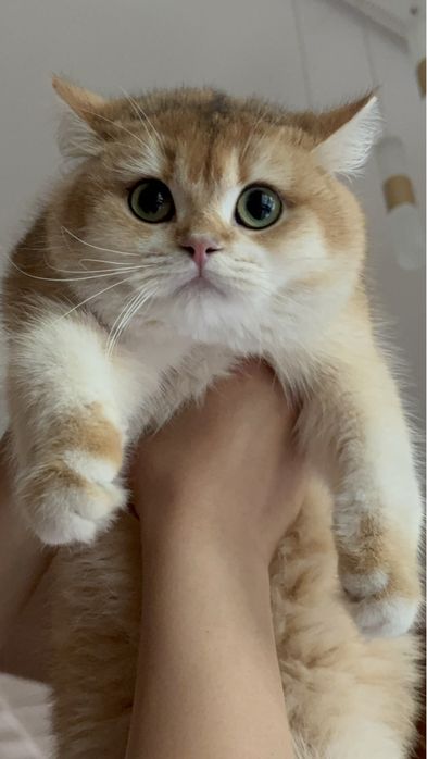 Золотая шиншилла! Чистокровные Британцы