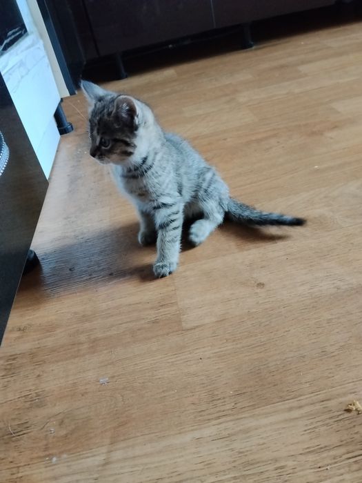 Отдам котенка в хорошие руки