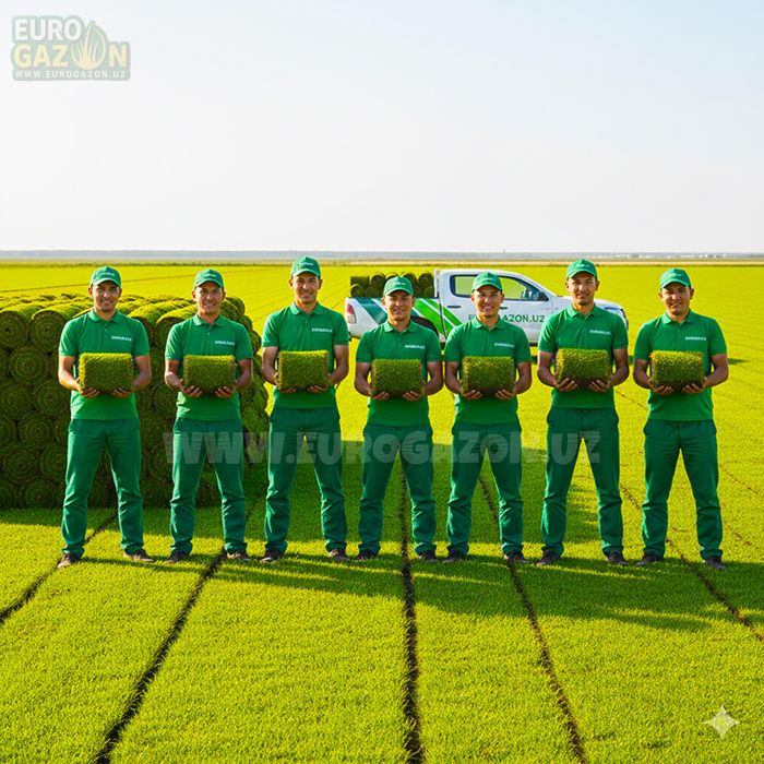 Таййор газон | рулонный газон в ташкенте