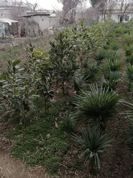 Archa gular Dekarativni