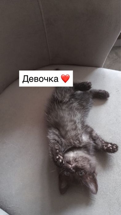 Отдам британцев котят
