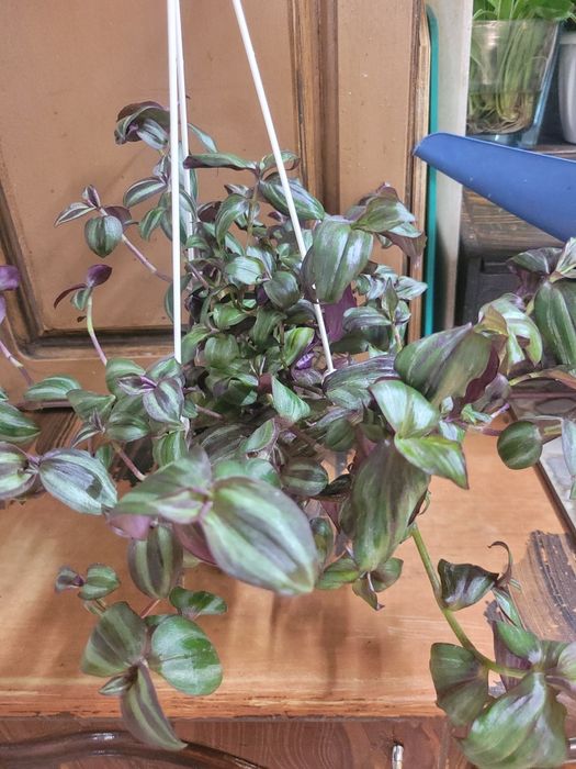 Традесканция продам