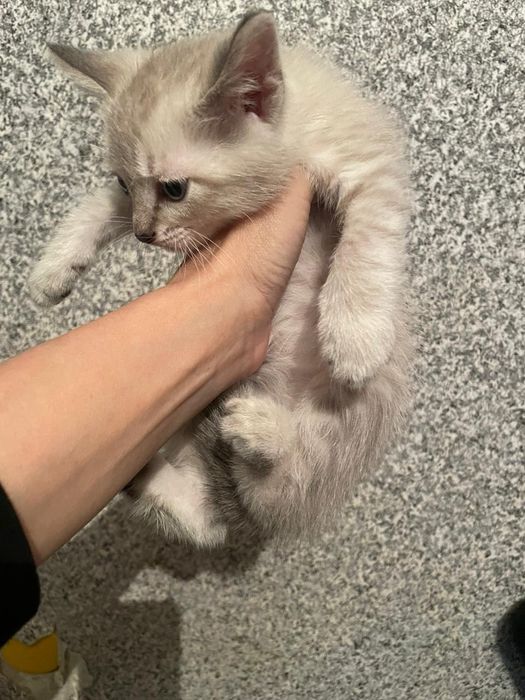 Котик мальчик ищет семью