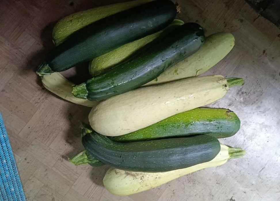 Огурцы и кабачки дачные