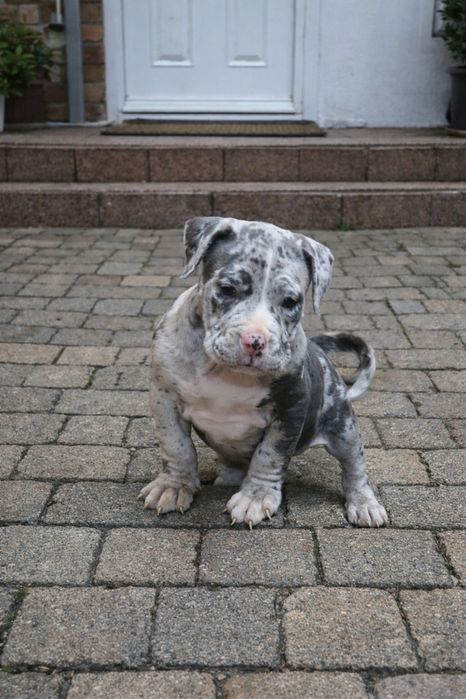 Pui American Bully Merle cu pedigree – canisa Dog Fashion