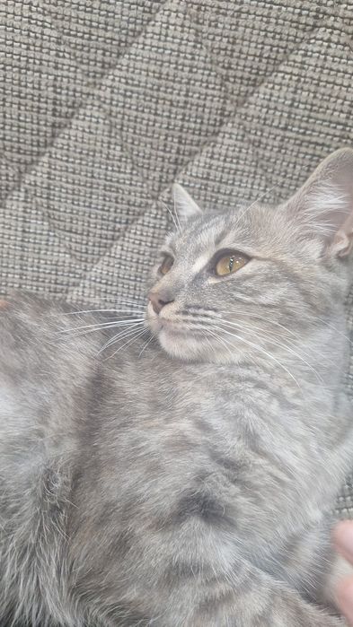 Котёнок 7 мес срочно ищем семью
