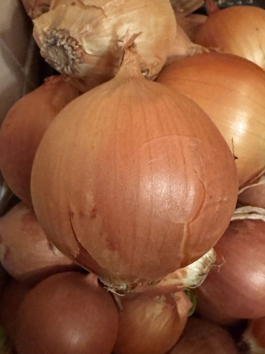 Лук отборный репчатый  сухой 2025 года продажа