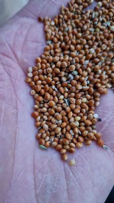 Mei roșu pentru porumbei și papagali