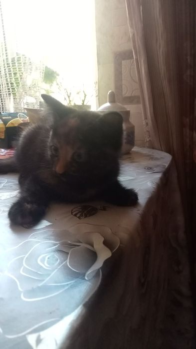 Отдам котёнка в хорошие руки