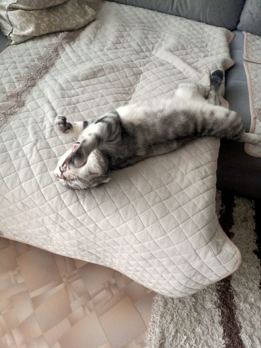 Отдам бесплатно кота
