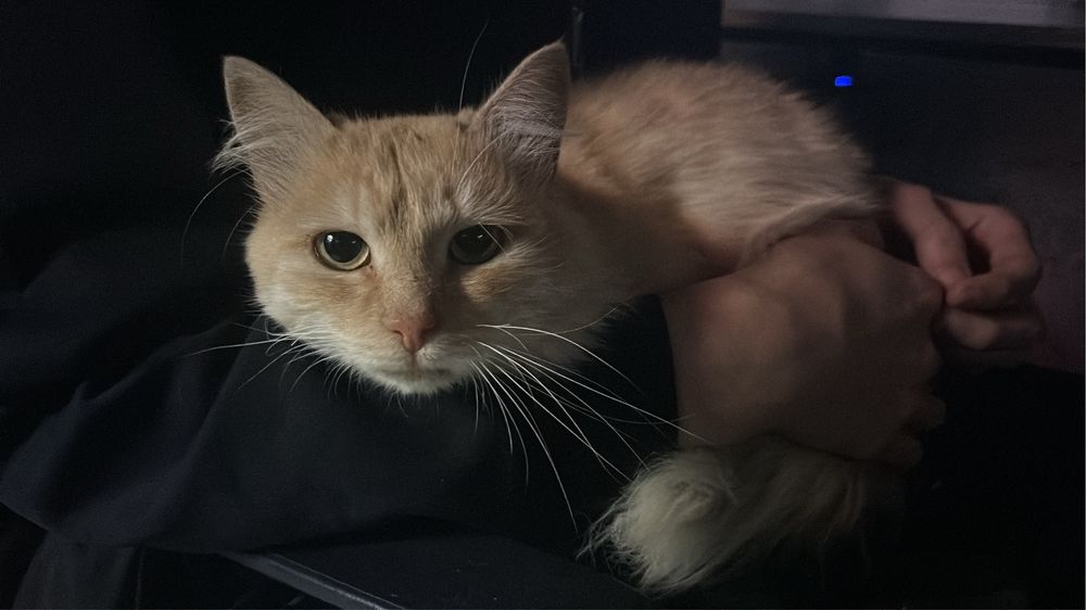 Отдам кота мальчика ! Бесплатно