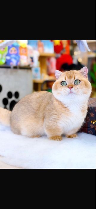 Манчкин Munchkin