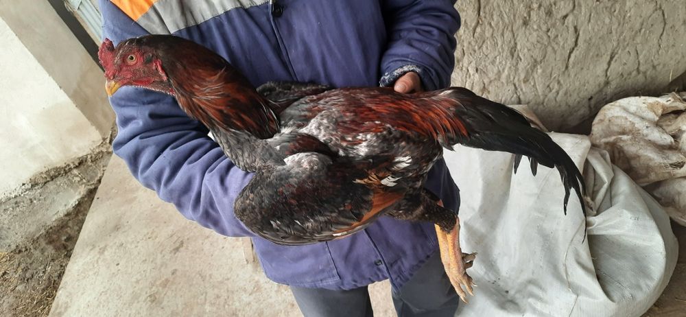 Dakan jo'jalar sotiladi