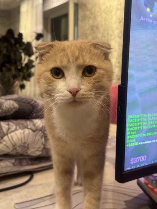 Отдам в добрые руки Кошка 1,5 года