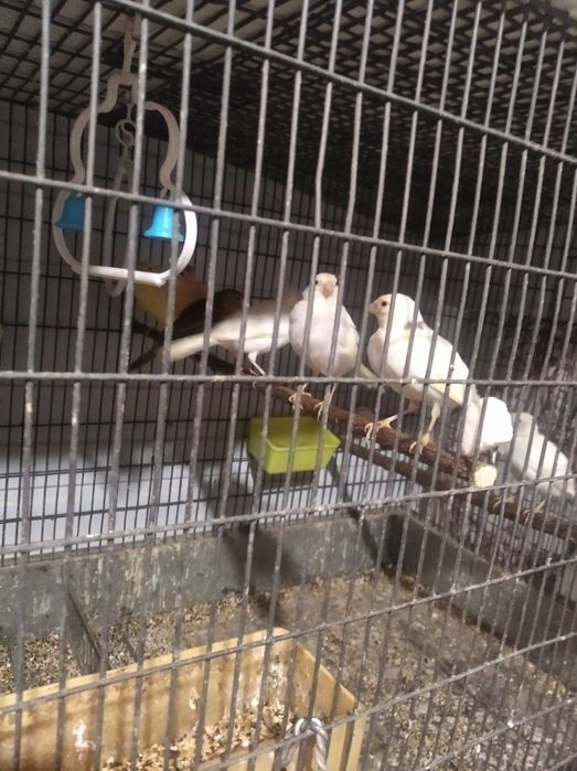 Канарейки 150000 тысяч