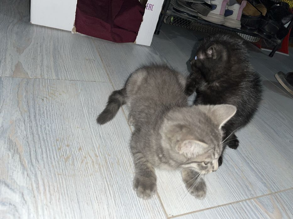 Раздаю котят в добрые руки