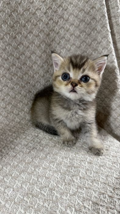 Золотые Шиншиллы по супер цене