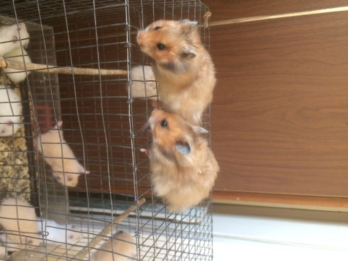 Хомяки домашние !