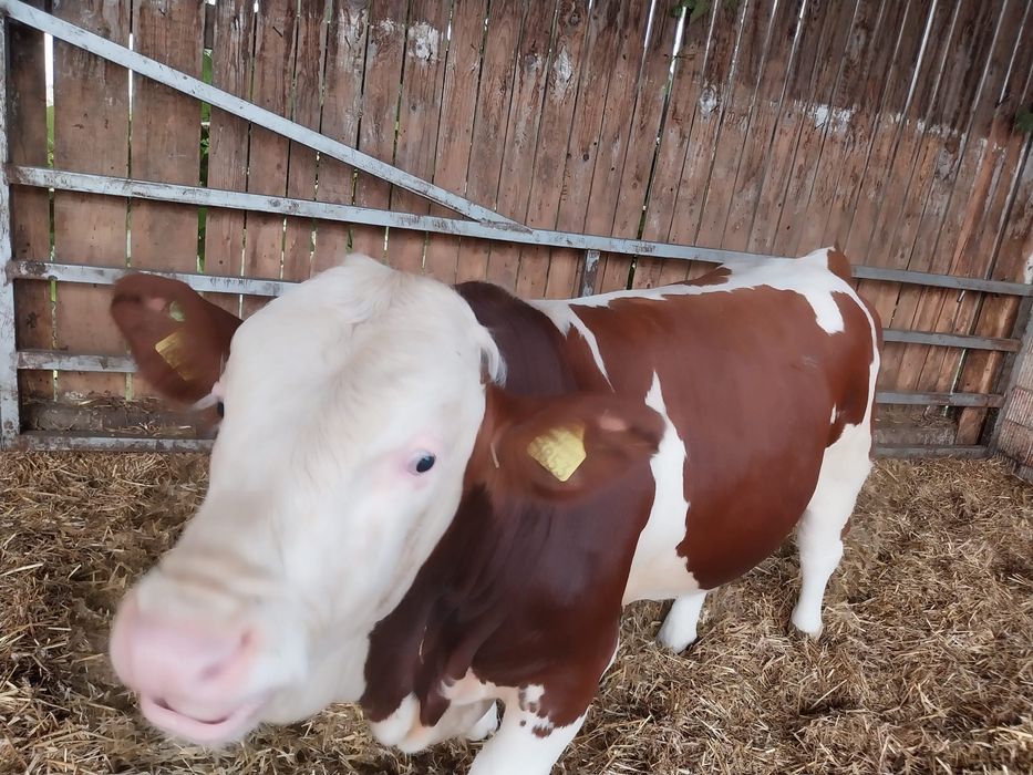 Tauri pentru montă naturală