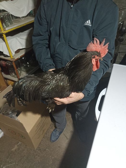 Сотилади!!!  ЖЕРСИ товук курк бýлган донаси 400 дан Сони  та