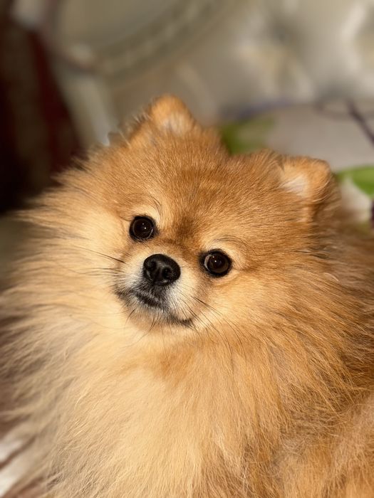 Вязка померанского шпица (кобель ищет суку)