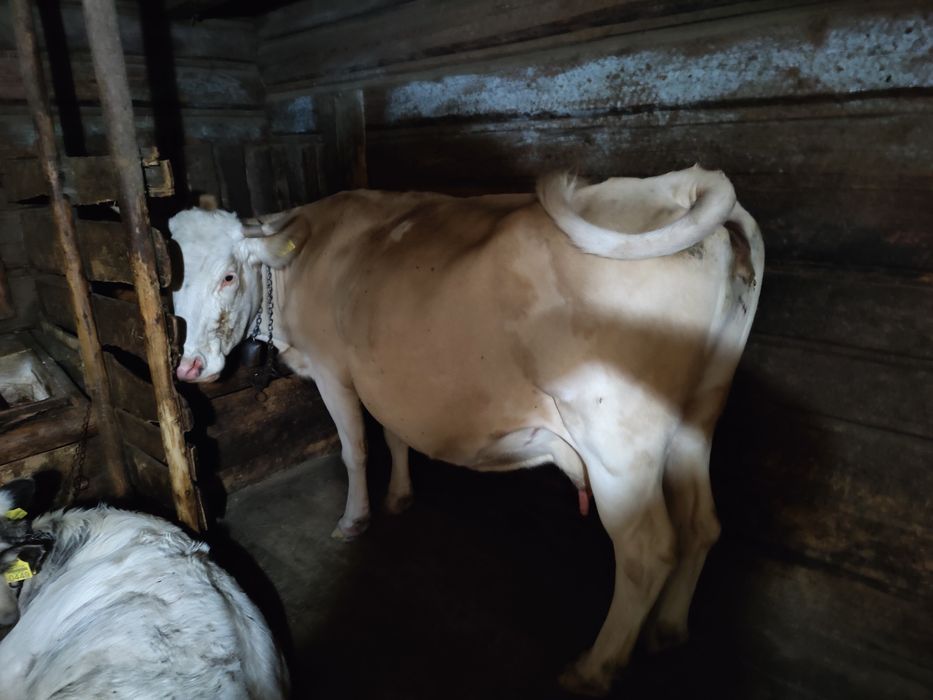 Vaca cu vârsta de 8 ani
