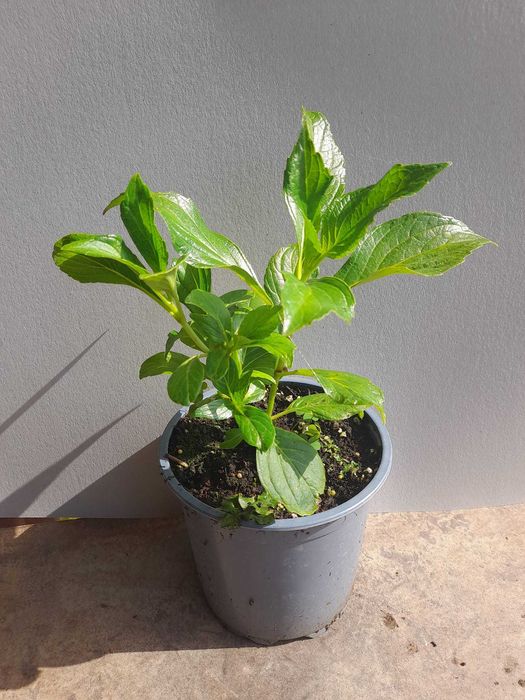 Хортензия Принцеса Даяна - Hydrangea princess Diana