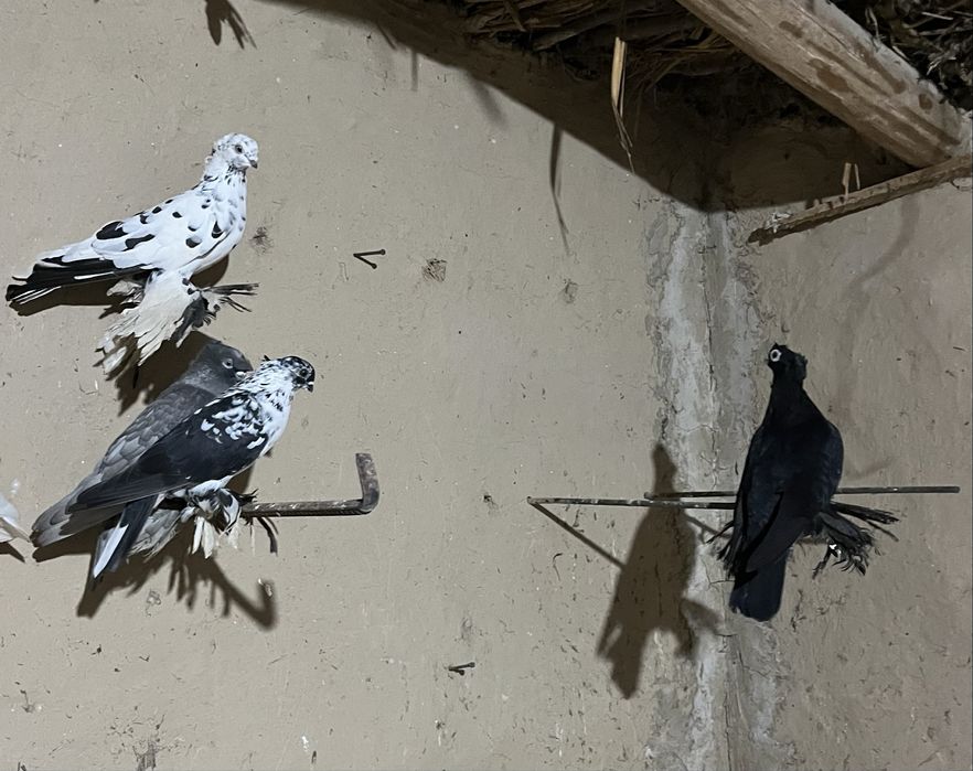 Кептерлер бар таза