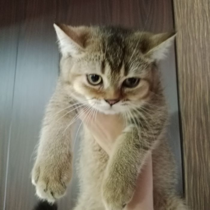 Котята разные, Цены разные