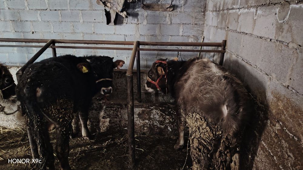 Таналар сатылады