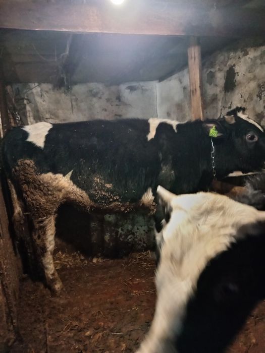 Продам быка на мясо