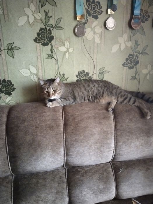 Отдаём котов в хорошие руки