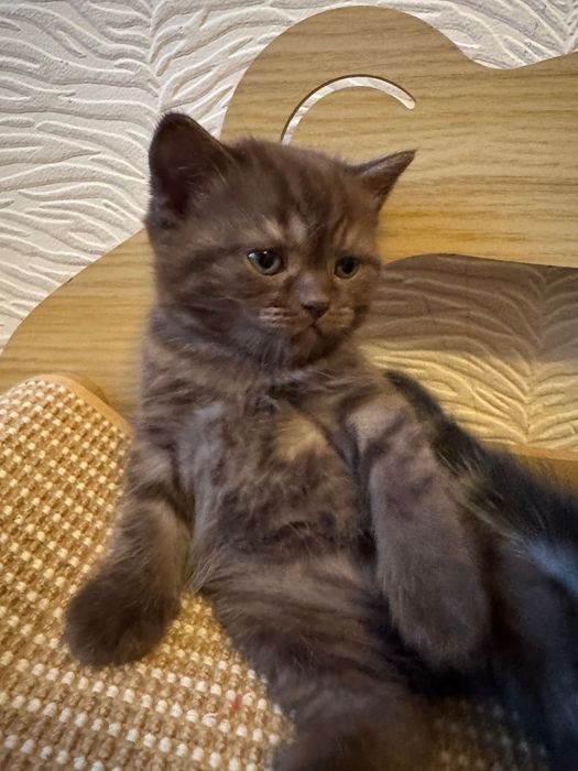 Котята Британцы 1,5 месячные