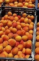 Кайсии за ракия