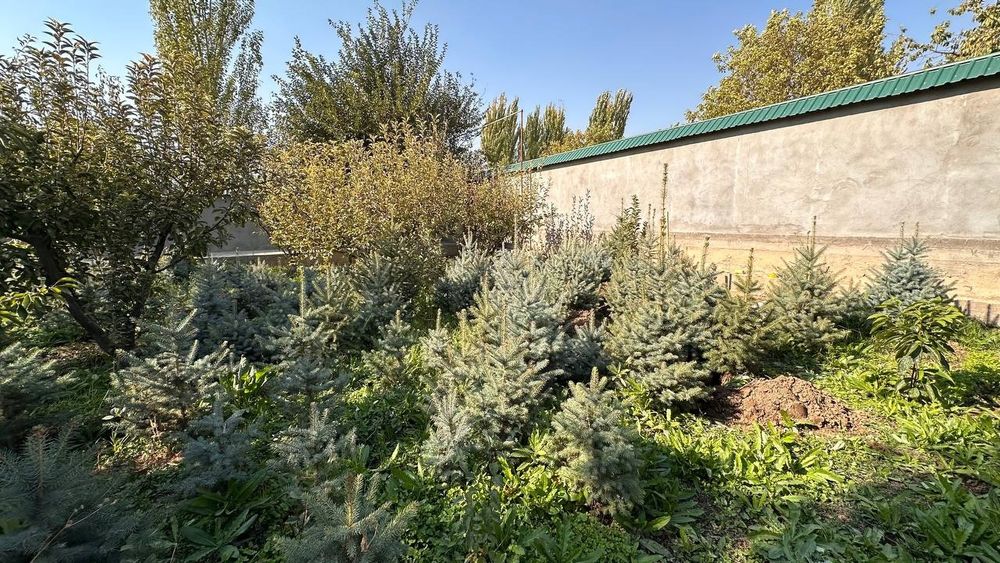 Галубой ель кримский.Galuboy el krimskiy