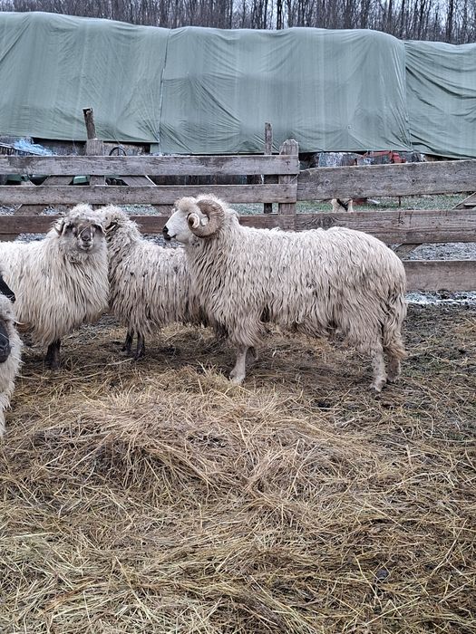 Vând berbec oacheș sau schimb cu două oi