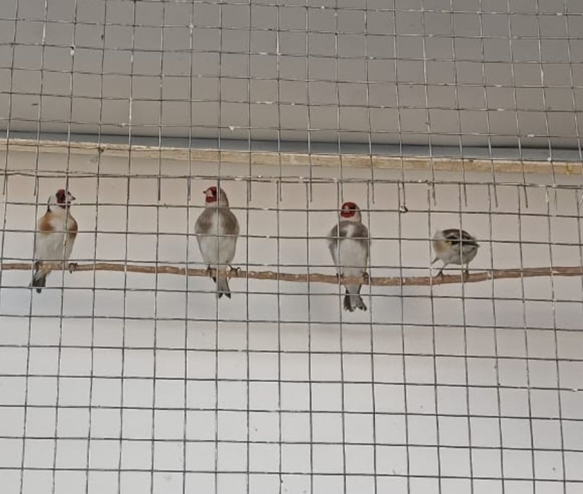 Щегол. пепельный