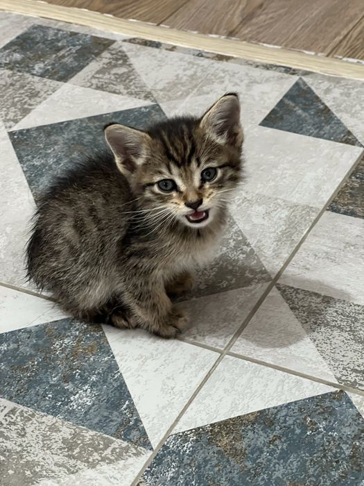 Котенок-девочка и приданное