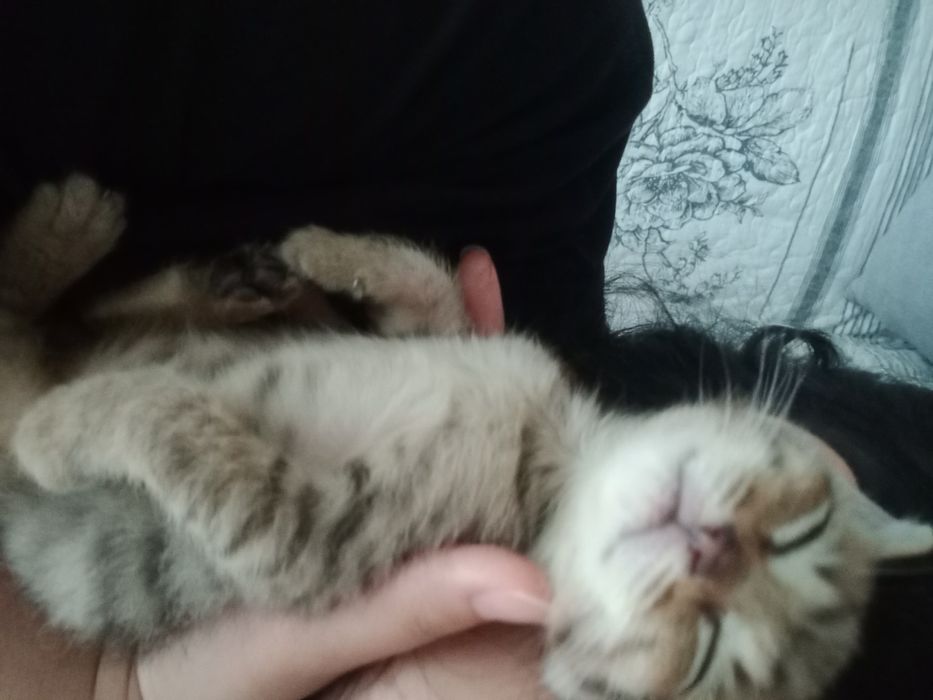 Отдаю котенка в добрые руки