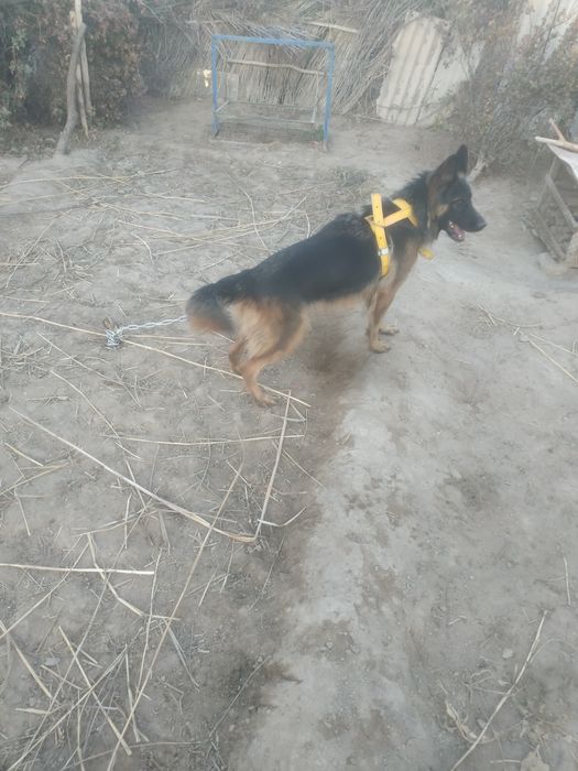 Длина шерс афчарка