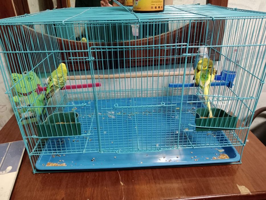 Продам попугаев с клеткой