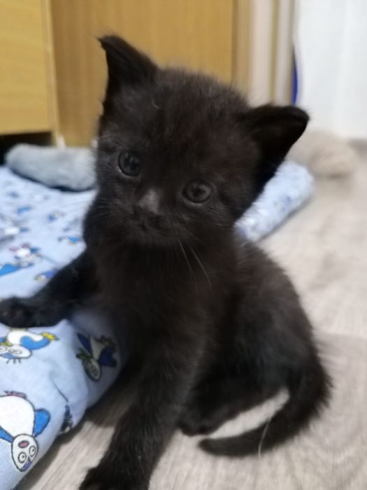 Котенок мальчик красавец
