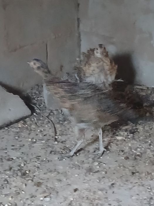 Продам фазанов..