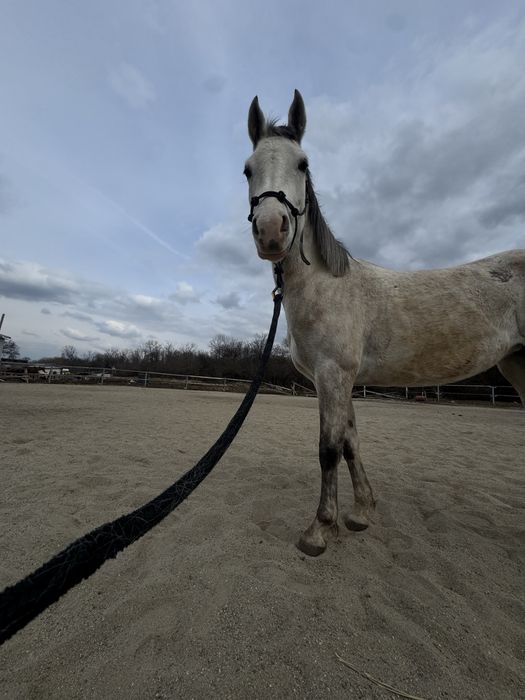 Продава се чистокръвна арабска кобила – Зендая Денерис