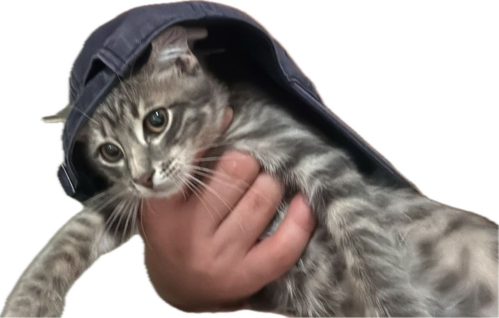 Славный мальчик ищет любящих хозяев!
