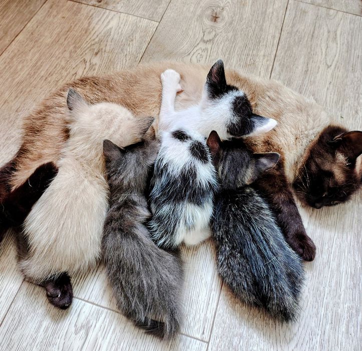 Отдам котят в добрые руки