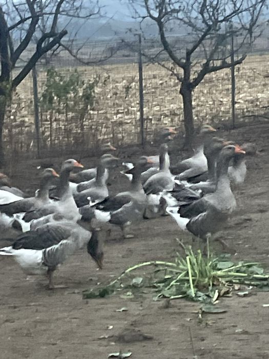 Gaste tinere de casa