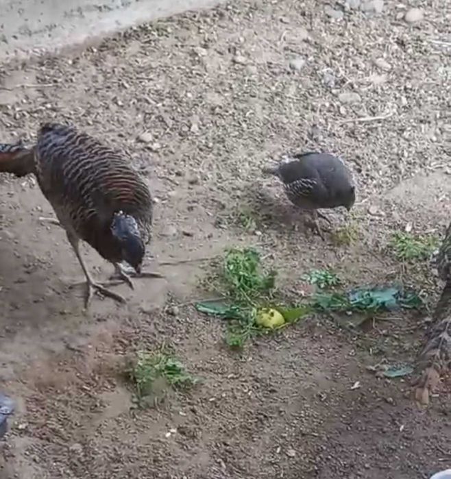 Продаются Алмазные фазаны