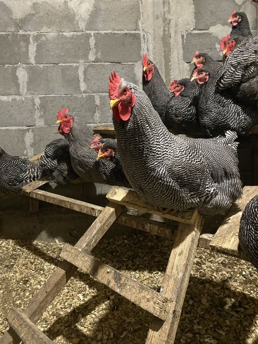 Cocos Australorp, New Hampshire, Plymouth